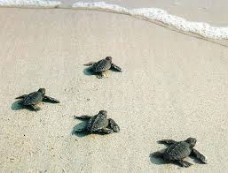 small turtles