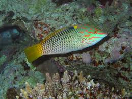 wrasse
