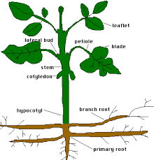 how plants grow