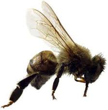 bees photo