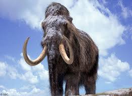 woolly mammoth