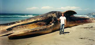 the big blue whale