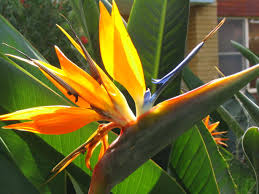 bird of paradise