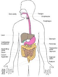 picture of the digestive system