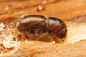 bark beetle