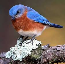 birds in new york