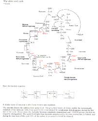 see Figure of TCA cycle (Print