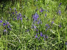camassia quamash