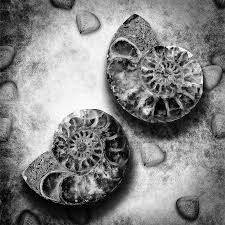 black and white photo art