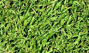seashore paspalum