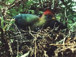 turaco