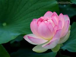 http://t0.gstatic.com/images?q=tbn:RFTQ2QeFBHSWfM:http://img22.photobucket.com/albums/v66/cattrang_thuyduong/Hoa/lotus-800.jpg
