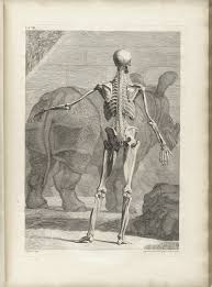 albinus on anatomy