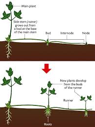 roots of plants