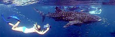 catalogued whale sharks.