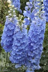 delphinium elatum