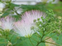 albizia guachapele