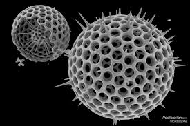 marine plankton