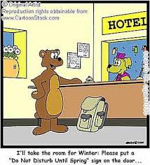 brown bears hibernation