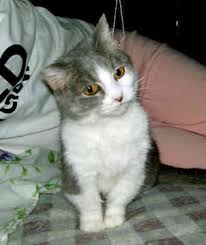 munchkin cats