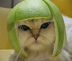 http://t0.gstatic.com/images?q=tbn:ROLooLIzrAqzeM:http://www.vp.rghh.com/imgcache/up/15055.imgcache.jpg