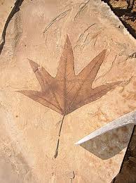 utah fossils