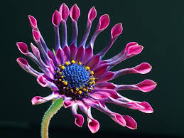 african daisy