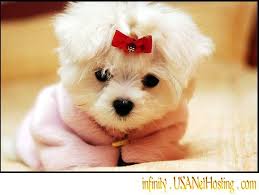 maltese pics