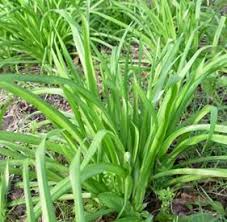 wild garlic