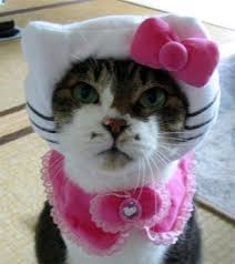 hello kitty cat