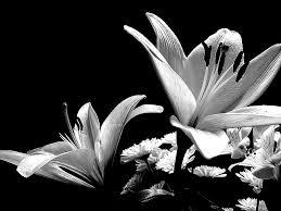 Photography Black And White Flowers