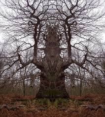 strange trees