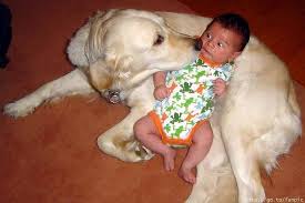 big dog