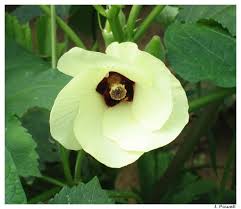 hibiscus esculentus
