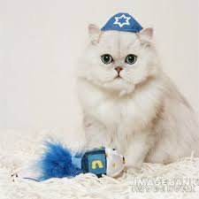 fancy feast kitten