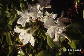 dwarf azaleas