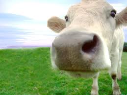 vaca de leite