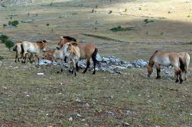 cheval przewalski