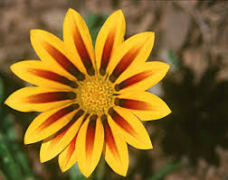 http://t0.gstatic.com/images?q=tbn:R_IUjNaI0XJVhM:http://www.wsu.edu/~lohr/wcl/images/Gazania.jpg