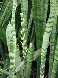 motherinlaw plant