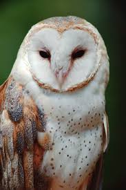 barn owls