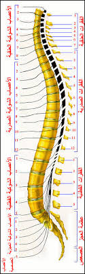 حقائق مذهله عن فوائد الموز NerveSpinal-1