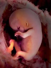 images de bebe dans le ventre
