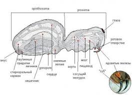 insect circulatory system