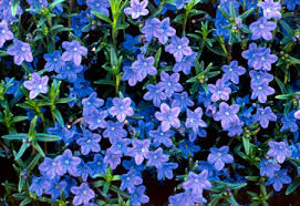 blue flowers