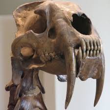teeth tiger