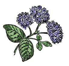 free flower clip art