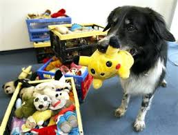 pokemon toys