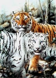 tigre blanc du bengale