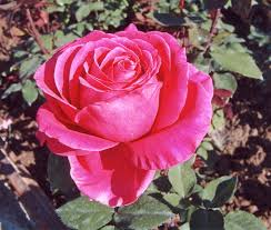 http://t0.gstatic.com/images?q=tbn:Rk9YjPIyEfD8AM:http://www.hboston.it/ita/uploaded_images/rosa-718664.jpg